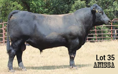 Lot 35 - TJB 149X SNM 4113C ET
